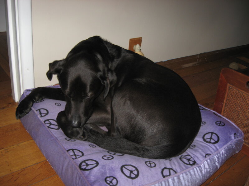 Barney 2010 dog bed