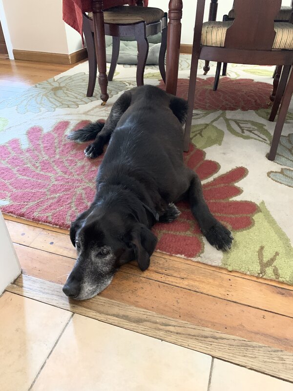 Barney 2020 on rug