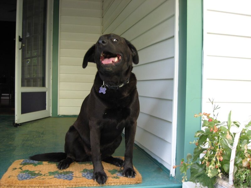 Barney front step
